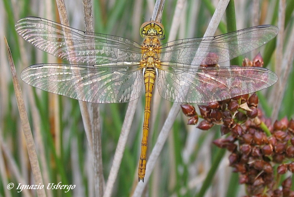 Scheda: Sympetrum striolatum